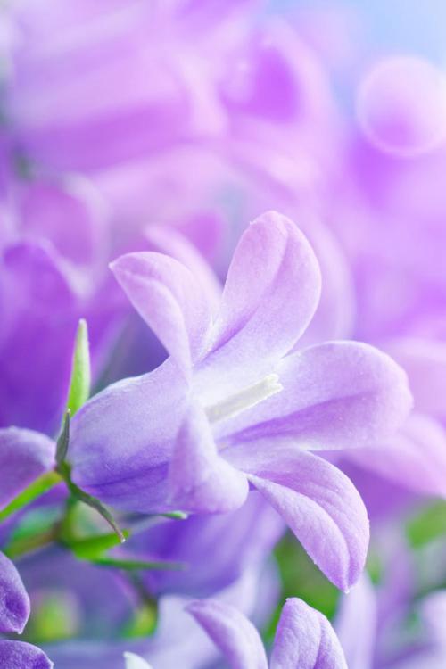 11.拥有这种家庭关爱将使我们在风雨中的生活变得美丽愉快，并使充满温暖的艰苦世界变得更加艰辛。