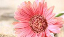 开心使人美丽的句子