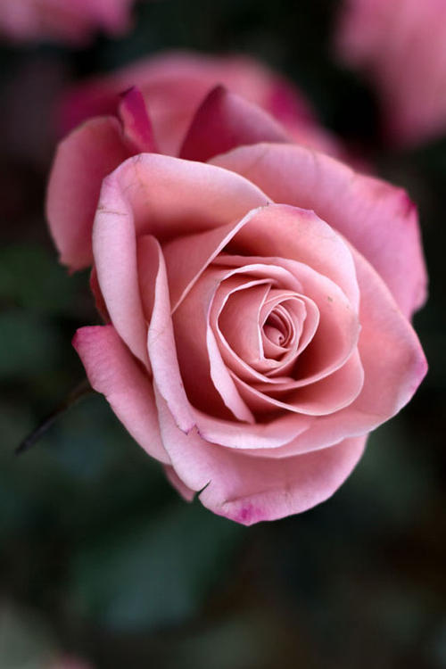 10.她在担心，在圣洁和无私的照顾下，在奉献上毫无怨言。