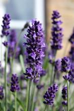 10.父母想做什么，我会遵循；父母认真考虑的事，我很友善。