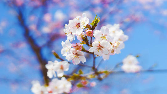 12.操，今天我把一束鲜花送到门上，然后我起来找到它的主人。