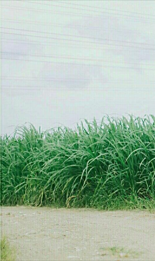 11.是的，无论您是什么，家庭感情都必须是您的依赖，依恋和期望。