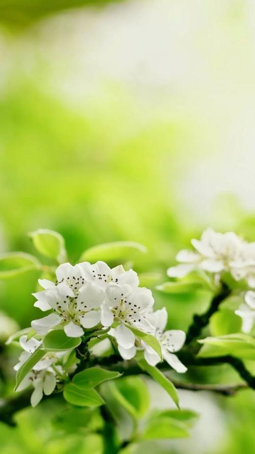 12.你的眼睛就像天空中的明月，是在新的一年的第一天。