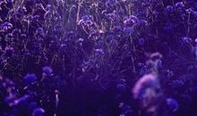 兄弟之间亲情的句子