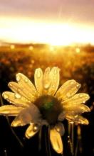 13.这位无薪老人去了关胜北王乡北州，客人担心。他说老人有三个儿子，他们两个死于黄沙。