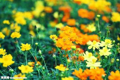 11.友谊是一条绳索，两端之间的朋友之间是真诚的；爱情是火，恋人的激情燃烧着岁月。家庭的感情是一个阴影，无论贫富，这个世界将永远陪伴着你。拥有真正的爱，拥有更多的朋友，轻松相处，夫妻彼此甜蜜地相爱，所爱的人总是表现出关怀。