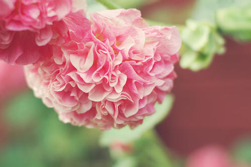 12.当我走进植物园时,玫瑰的气味就象是用双手抓住我的样子。跟随着香水,我走到玫瑰的地方,玫瑰似乎与天空融为一体,把天空染成红色。