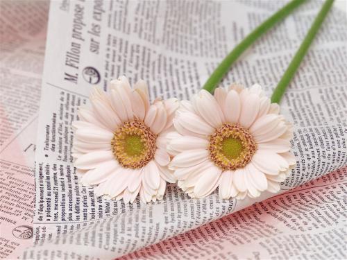 11.这个家庭像蜂蜜一样古老，给你甜美的味道。家庭，就像沙漠中清澈的春天一样，在您遇到麻烦时可以为您提供帮助；家庭就像一艘船，带您长途跋涉。