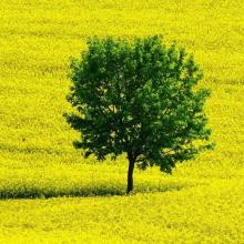 11.它永远轻轻地行走在您的路上，并在您的一生中悄悄地陪伴着您。