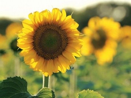 10.无论您是快乐，沮丧，痛苦，犹豫，家庭感情都是最大的