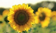 亲情类的描写优美句子