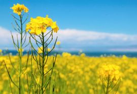 10.在我的世界里，无论你是一个人还是成对，你都快乐