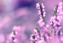 12.什么是家庭感情？在隐隐听到母亲的警告后，微雨淋到窗台上了。