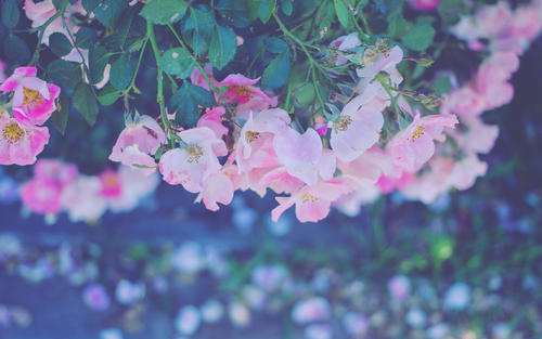 11.在云层中，下雨了。在红叶中，蕴含着风和霜。在鸟的翅膀上，飘动的是希望。在短信中，带来的是令人关注的问题。只希望您的生活道路畅通，广阔和无限。