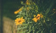 只愿你健康开心的句子