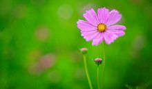 形容人开心的句子说说