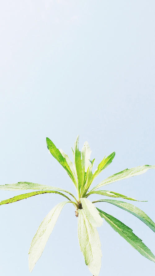 11.阳光的幸福就是给人们带来光明。月亮的幸福就是给人温暖。园丁的幸福就是让每一棵幼树长大。愿每一棵小树都能接受阳光和月亮的照料；希望每棵小树都能成为参天大树。为此，我们努力工作，奋斗并奉献……