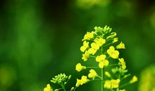 女王节开心的句子