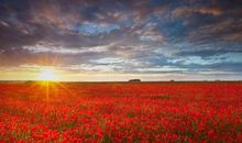 亲情相聚一刻唯美句子