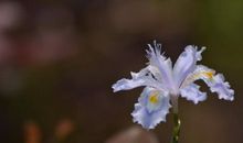 一个人也挺开心的句子