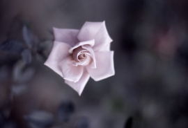 不能吻，不能；不吻，无法思考。