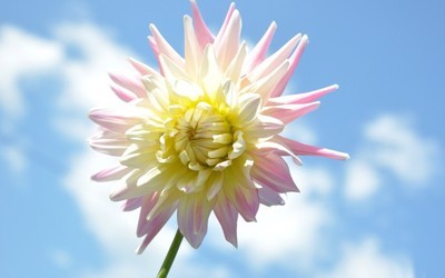 10.春节送给您一棵许愿树，里面充满了开心果，幸运李子，甜瓜，丰富的枣子，温暖的李子，快乐的桃子和红色，以祝您一年内顺利运！新年的钟声不停地响着，我的祝福一直不停地发送。一句话祝福一千字：春节快乐，吉祥新春。