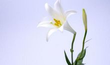 自己种的花发芽的开心句子说说