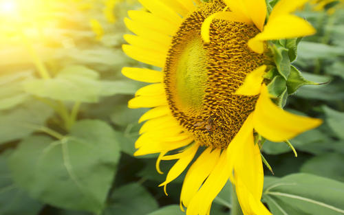 10.当批评我们的父母太狭窄时，我们一定不要忘记他们的深度。 -福克斯