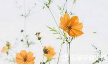 春天周一问候短信