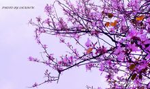 关于紫荆花的优美句子