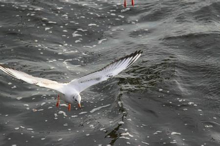 关于勇敢的座右铭2