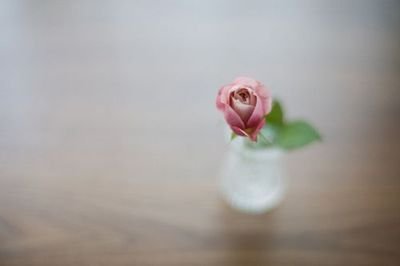 12.最终长成参天大树。谢谢，我不能用一千个字来表达。