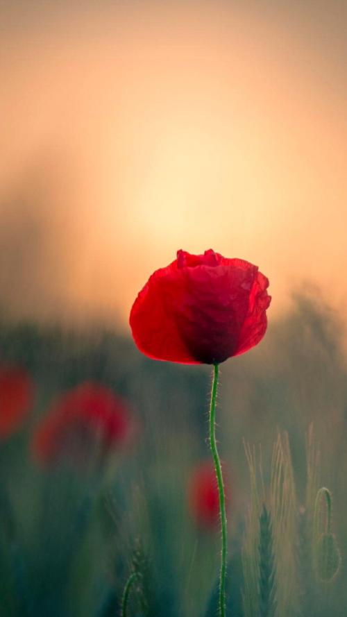 12.生活真的很像国际象棋。在这个过程中，我将面临许多决定和挑战。在父亲的陪伴下，我勇于面对和挑战充满危机的道路。光明大道。