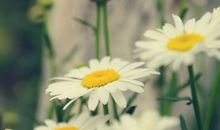 感恩的朋友好句子大全