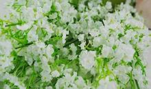 说亲情的优美句子