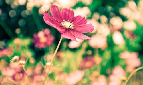 12.每个人都说父亲的爱就像山一样,母亲的爱就像水一样,母亲的爱就像水的温柔一样温柔,父亲的爱像平静的山一样深,山河间,山河间,山河间相互映衬,播放幸福的情歌。