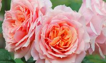 亲情胜过金钱的句子