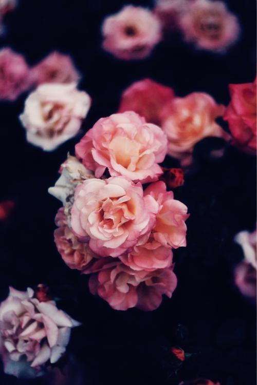 11.家庭感情是维持血缘关系的代名词,现在正逐渐被金钱,兴趣和声誉所取代。家庭的感情像水一样流动,永不回头。