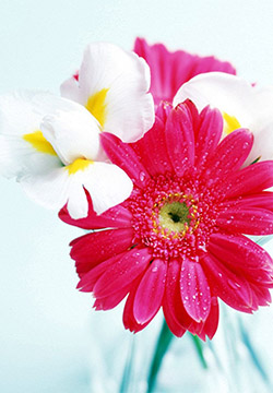 10.老人应该读布谷鸟的枝头上逐渐消失的月亮。 -温天祥,“岳江月,在河油站说再见”