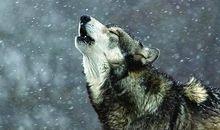 狼图腾经典台词