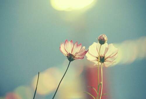 12.家庭感情就像温暖的阳光，给他温暖，但不炽热；给他带来光芒，但不使人眼花。乱。