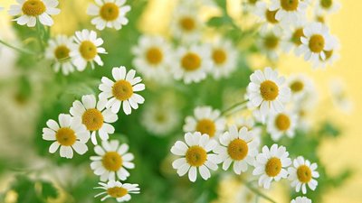 10.感恩不必像惊天动地，精力充沛，轻盈而多风，足以使人难忘，就像一首无尽的小情歌，柔和，轻盈，温暖，令人耳目一新...