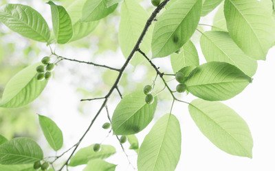 11.每种恩惠都有倒钩，钩钩住了吞下恩惠的嘴巴，而恩人则可以将其拖到任何地方。