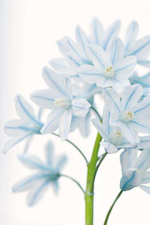 10.如果母羊听不到自己的羔羊的叫声，她将永远不会回应小牛的叫声。