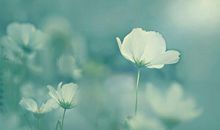 形容春天开心生活的句子