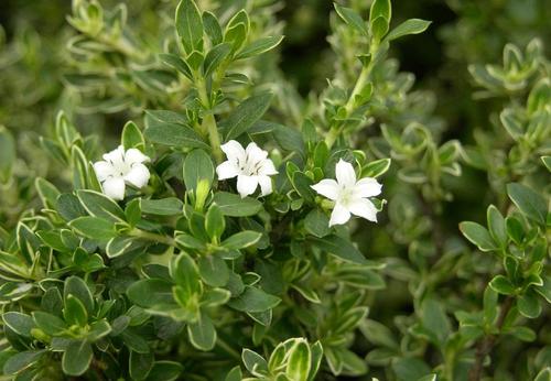 12.我曾经是一个女孩，那一定是我前世的鸡巴。