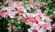 亲情建立在金钱句子