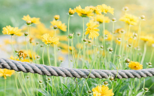 10.家庭经文需要夫妻的配合，并要认真阅读。要正确阅读这本经文，彼此必须相互尊重，互相关心，相互理解并互相支持。理解是基础，支持是关键。