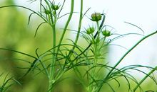 形容亲情的神仙句子