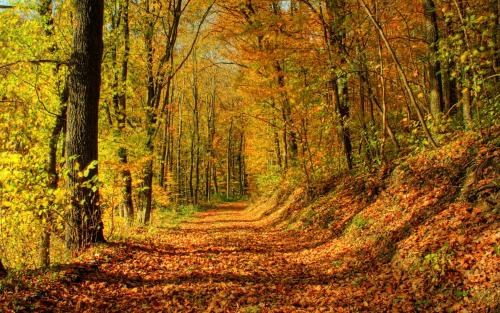 10.家就像蜂蜜，带给您甜美的味道。家庭，就像沙漠中清澈的春天一样，在遇到困难时可以为您提供帮助；一家人，就像一条船一样，需要您漫长的旅程。